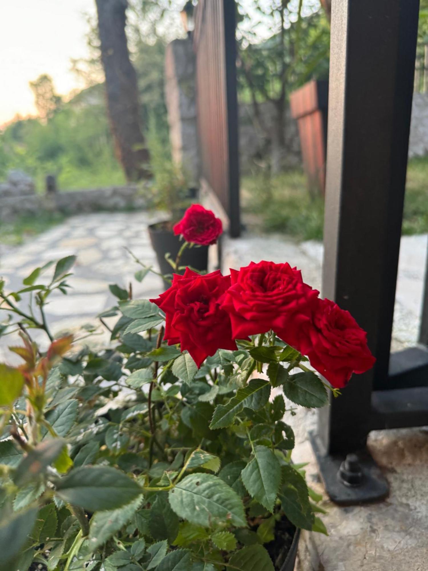 Oasis Of Peace